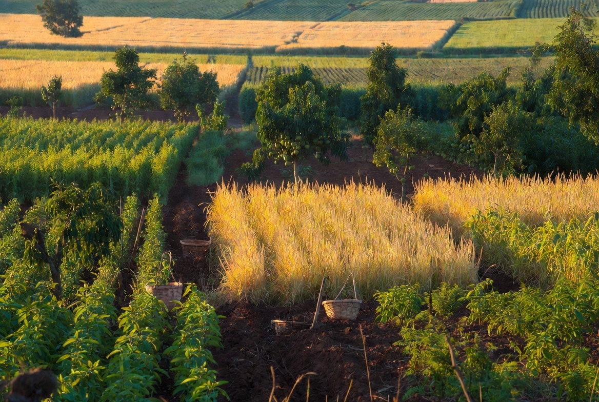 Harvest for Change